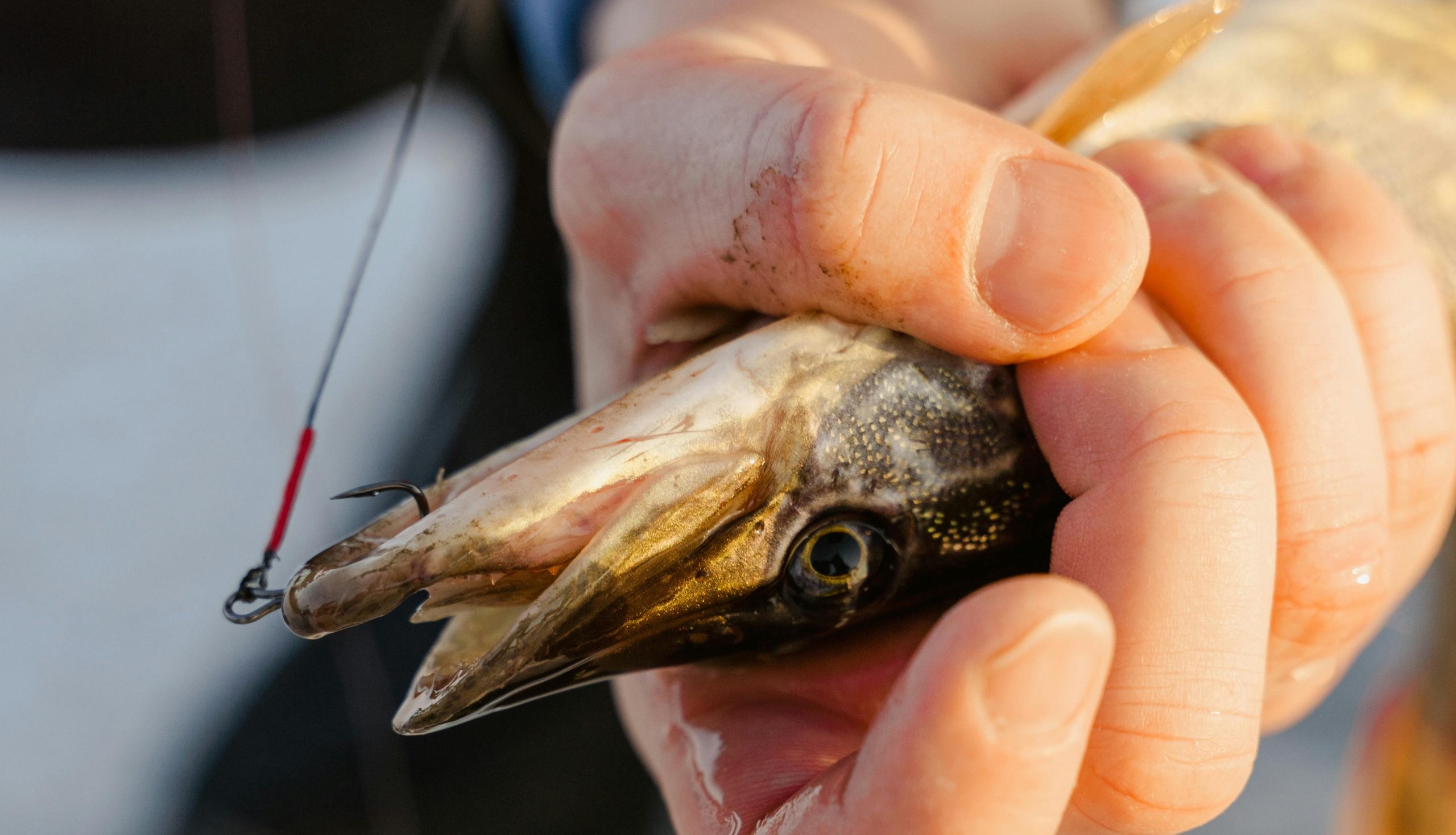 peche brochet, acier brochet, perche, sandre