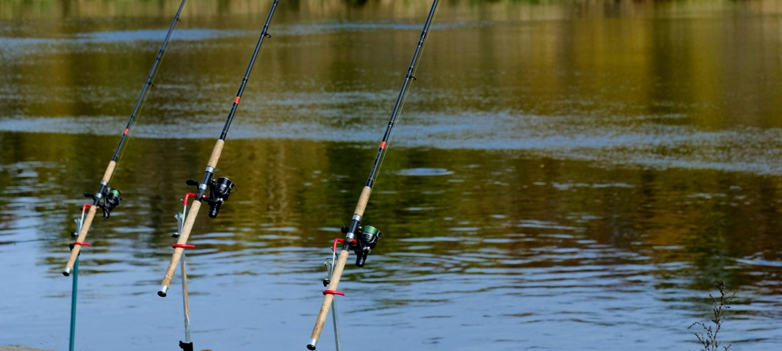 choisir canne pêche débutant