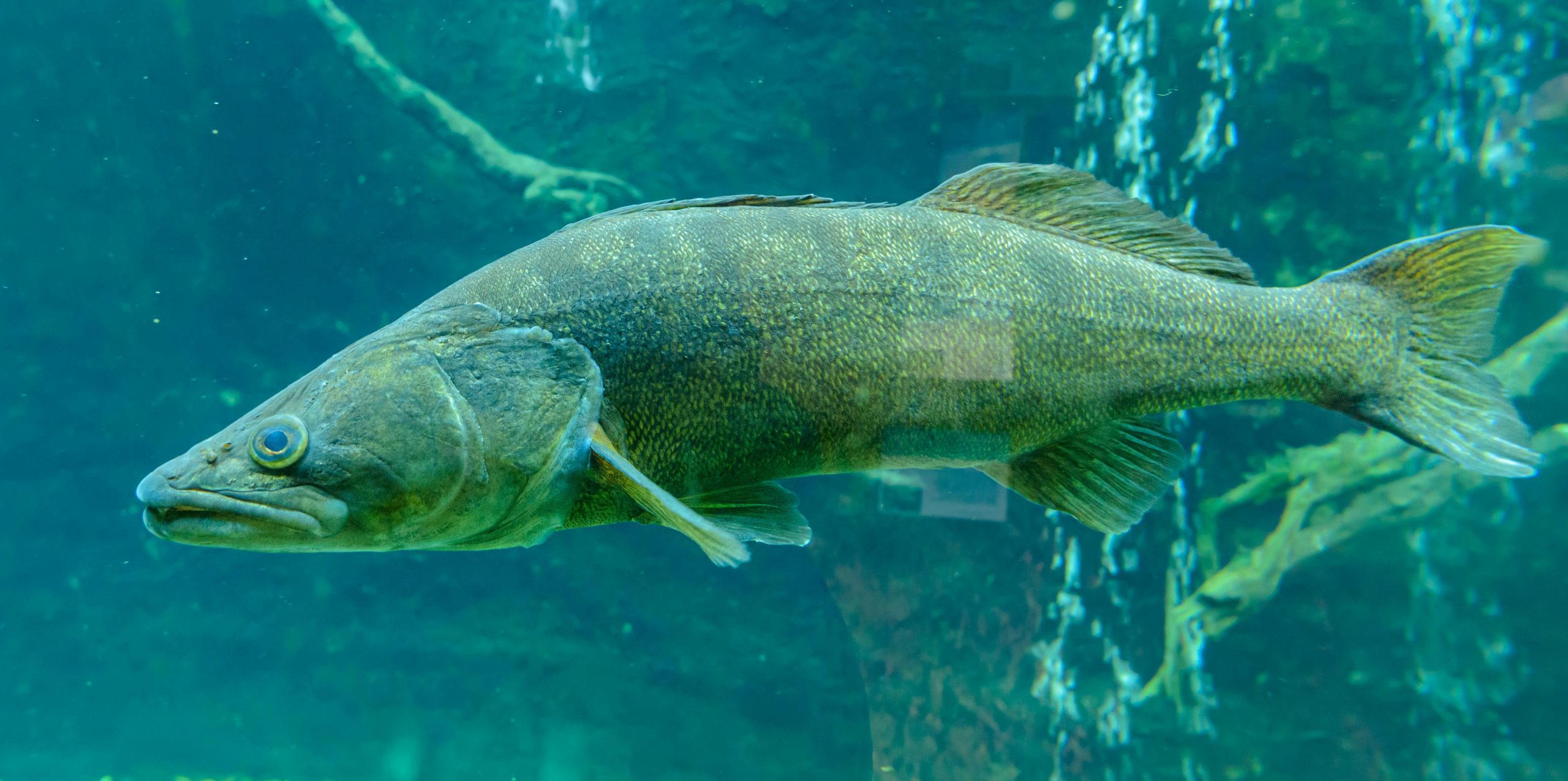 peche sandre en riviere et fleuve technique